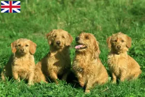 Read more about the article Basset fauve de Bretagne breeders and puppies in Great Britain