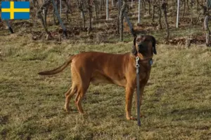 Read more about the article Bavarian Mountain Hound breeders and puppies in Sweden