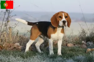 Read more about the article Beagle breeders and puppies in Portugal