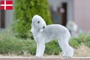 Read more about the article Bedlington Terrier breeders and puppies in Denmark