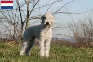 Read more about the article Bedlington Terrier breeders and puppies in the Netherlands