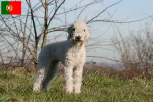 Read more about the article Bedlington Terrier breeders and puppies in Portugal