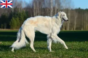 Read more about the article Borzoi breeders and puppies in Great Britain