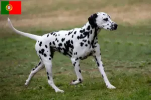 Read more about the article Dalmatian breeders and puppies in Portugal