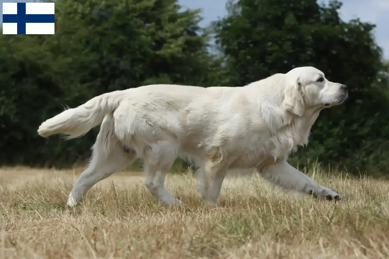 Read more about the article Golden Retriever breeders and puppies in Finland