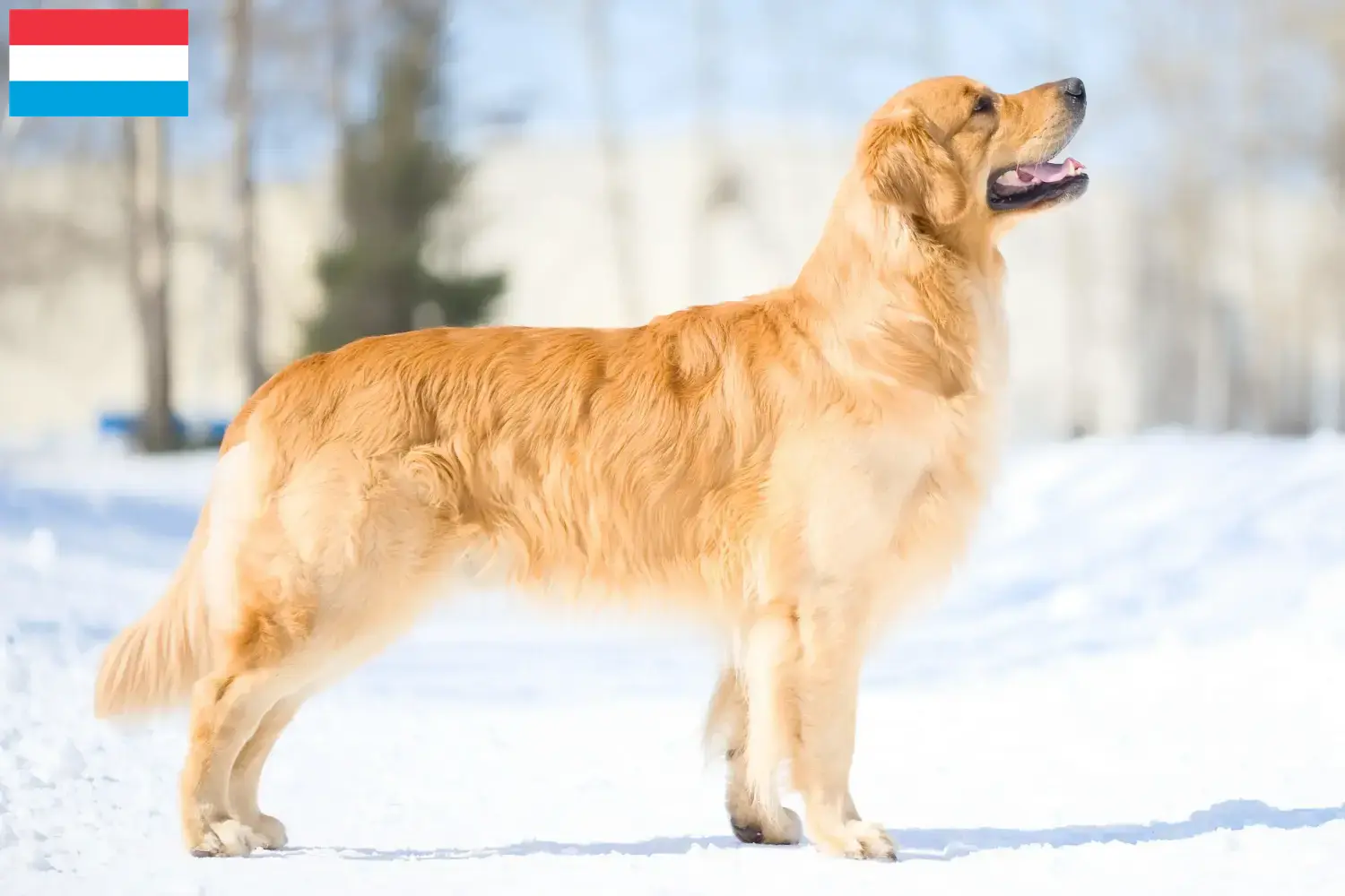 Read more about the article Golden Retriever breeders and puppies in Luxembourg