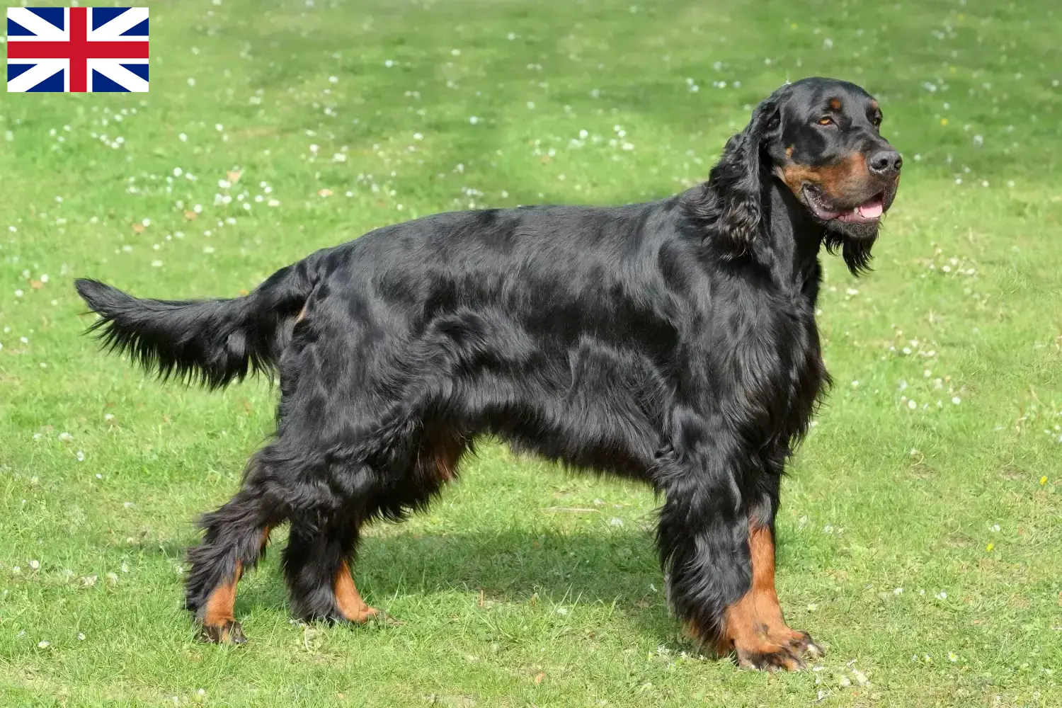 Read more about the article Gordon Setter breeders and puppies in Great Britain