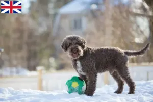 Read more about the article Lagotto Romagnolo breeders and puppies in Great Britain